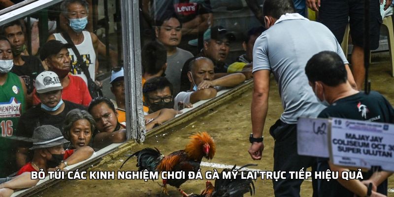 Bỏ túi các kinh nghiệm chơi đá gà mỹ lai trực tiếp hiệu quả