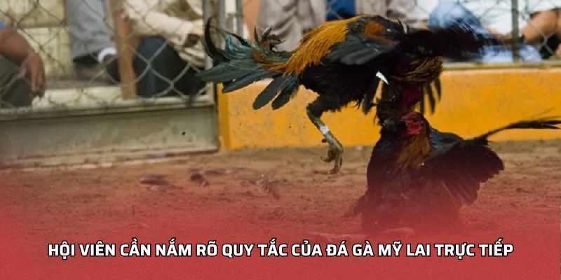 Hội viên cần nắm rõ quy tắc của đá gà mỹ lai trực tiếp