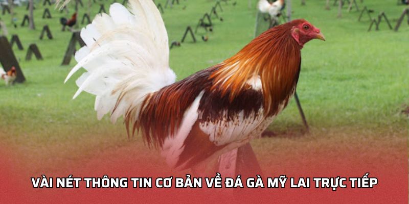 Vài nét thông tin cơ bản về đá gà mỹ lai trực tiếp