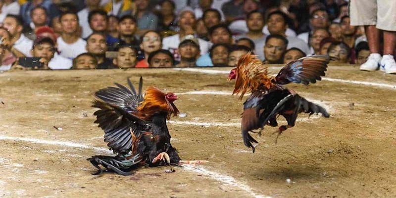 Xem trực tiếp trận đấu kịch tính